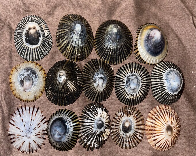 Hawaiian Opihi Limpet Shells for Pendants From Kauai 12-14 Large - Etsy