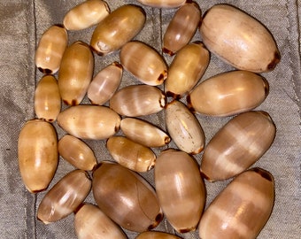 Seashells Genuine Hawaiian Isabel’s Cowrie From Kauai