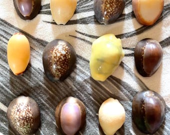 Cowrie Shells from Kauai Variety Handpicked Genuine Hawaiian