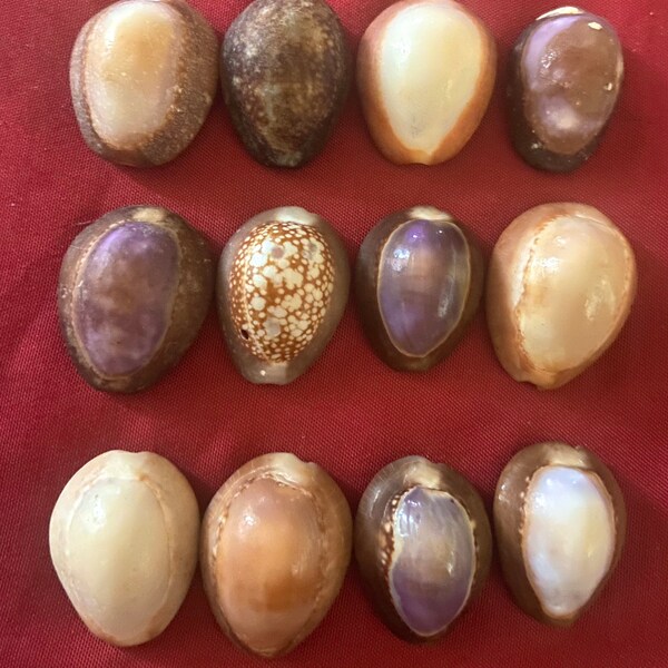 Shells From Hawaii Etsy