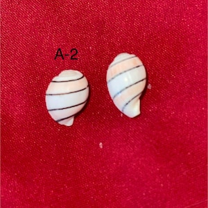 Hydatina Amplustre Pink Bubble Shells from Hawaii