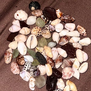 May include: A collection of seashells in various shapes, sizes, and colors, including white, brown, and black. The shells are arranged on a brown fabric background.