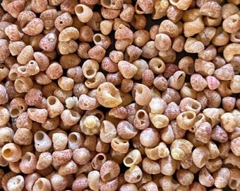 Kahelelani Niihau Shells Hawaiian Jewelry Kauai 12 or 3mm