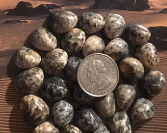 Kupee Hawaiian Seashells Nerites from Kauai 24 X-Small