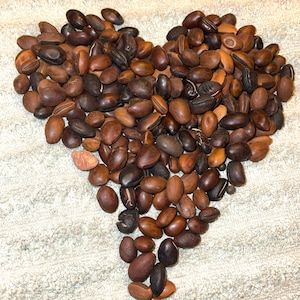 May include: A heart-shaped arrangement of brown and tan seeds. The seeds vary in size and shape, with some having a smooth texture and others showing visible ridges. The color palette ranges from light tan to dark brown.