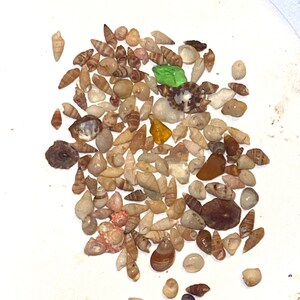 May include: A collection of small, brown, white, and gray seashells on a white surface. The shells are various shapes and sizes, and some have a spiral pattern.