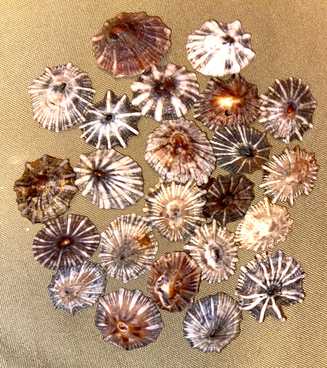 False Limpet Opihi Shells for Jewelry Making From Kauai Etsy