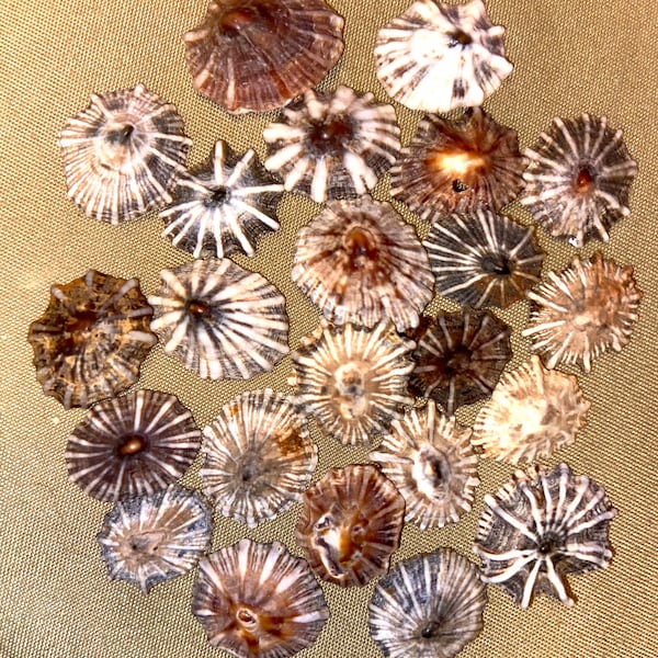 Opihi Jewelry - Etsy