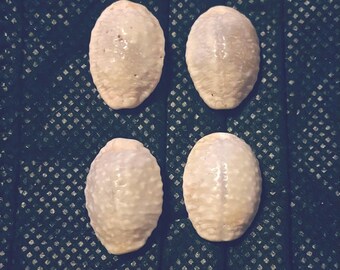 Hawaiian Seashells Granulated Cowries Matched Sets for Jewelry Clasps A-4