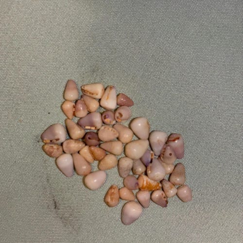 Hawaiian Cone Shells Large to XXL Hermit Crab Home No Drilled Holes