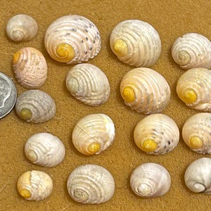 Nerite Seashells White/Yellow for Jewelry Pendants from Kauai