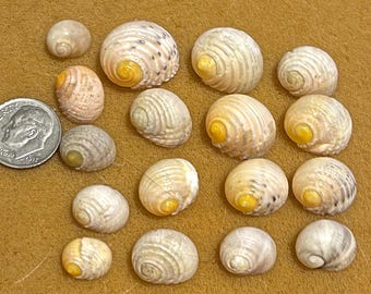 Nerite Seashells White/Yellow for Jewelry Pendants from Kauai