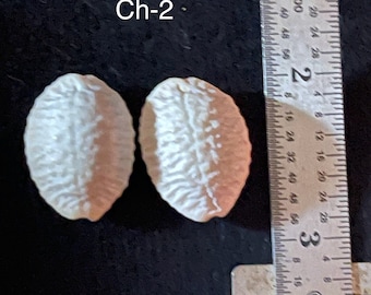 Granulated Cowrie Shells Lei Clasps Handpicked from Kauai