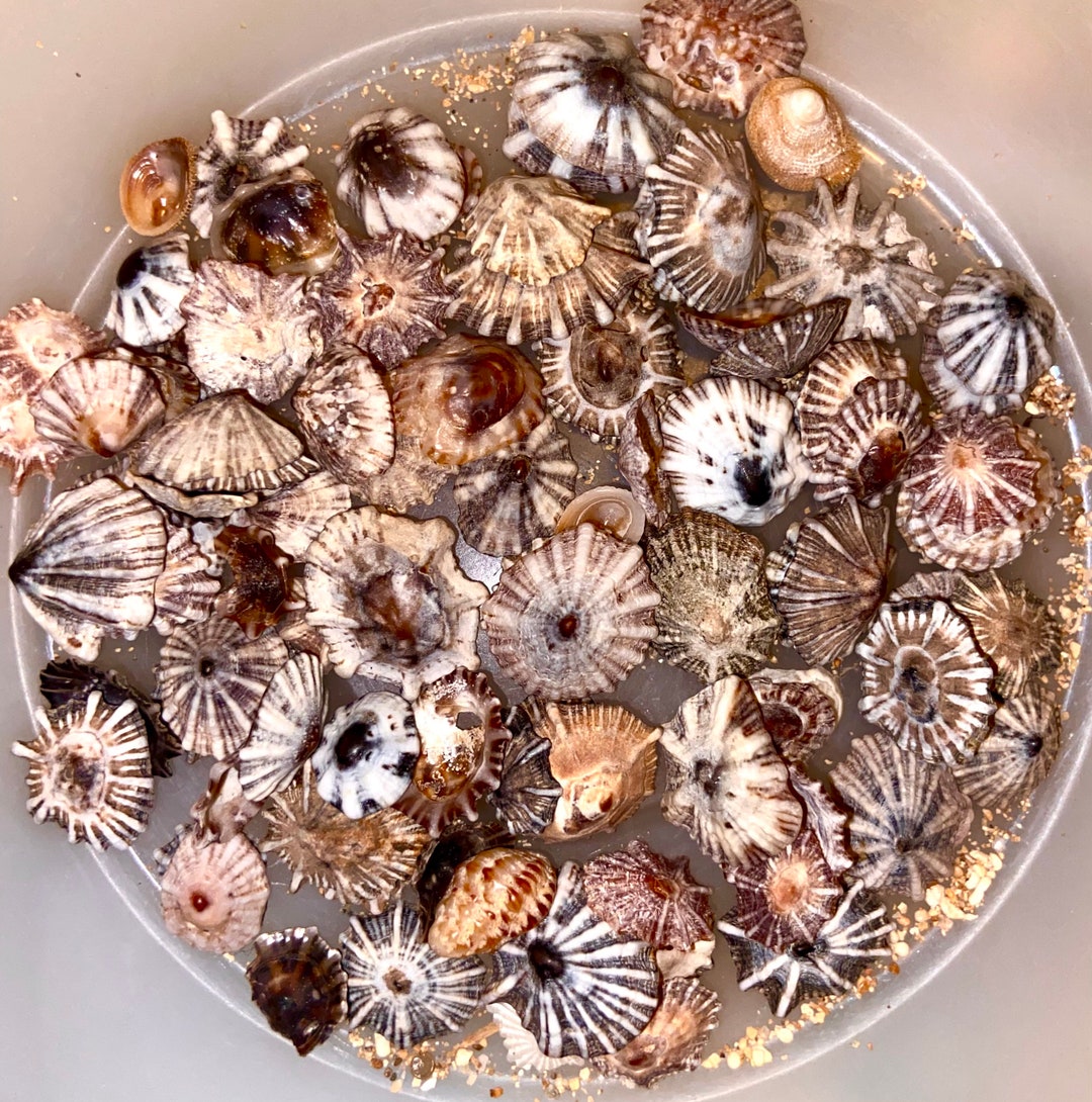 False Star Opihi Limpet Seashells From Kauai Etsy