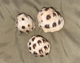 Mullberry Drupe Shells from Kauai Sets of 2 or 4