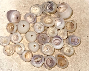 Hawaiian Handpicked Puka Shells With Holes from Kauai
