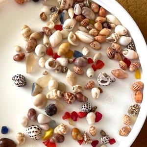 May include: A collection of various seashells in a white plastic tray. The shells vary in size, shape, and color, including white, brown, and speckled patterns. Also included are small pieces of colorful sea glass.