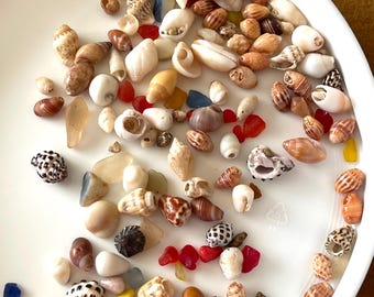 Seashells Variety Kupee Niihau Poleho Drupe Cowrie Sea glass Small-Large