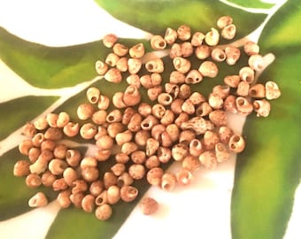 Kahelelani Niihau Shells Medium Brown Size 12-14 for Jewelry Making.