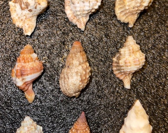 Triton Seashells from Kauai Lg-XXL Crafts Home Decor