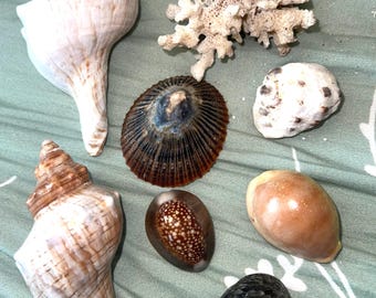 A Pair of Whelks and Coral  Murex Cerith from Kauai