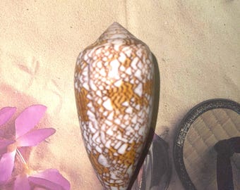 Cone Shell for Crafting Jewelry from Kauai