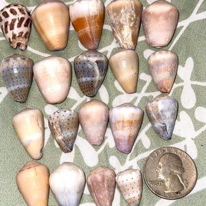 May include: A collection of various seashells in shades of tan, brown, and white, with unique patterns and textures. A U.S. quarter coin is included for size reference. The shells vary in size and shape, showcasing natural coastal treasures.