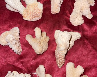 Dried Fan Coral Tan/Cream -Aquariums & Home Decor