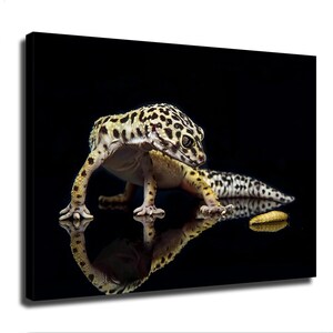 May include: A leopard gecko with yellow and black spotted skin stands on a reflective surface. The lizard is positioned next to a small, light-coloured insect larva. The entire scene is set against a solid, deep black background.