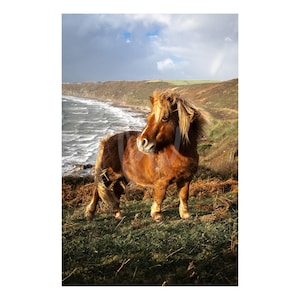 May include: A small brown pony with a thick, light-colored mane standing on a grassy cliffside. The pony has a sturdy build and is facing toward the left, with the ocean and a rugged coastline visible in the background under a cloudy sky.