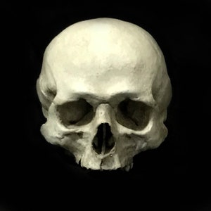 Schädel Replik/Memento Mori