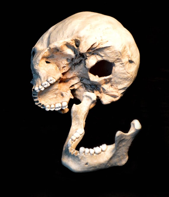 Human Skull Replica/Memento Mori