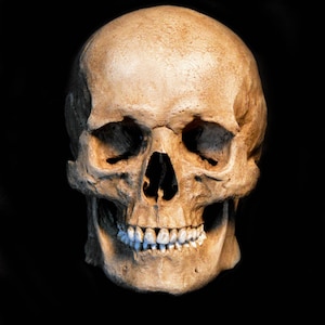 Human Skull Replica/Memento Mori