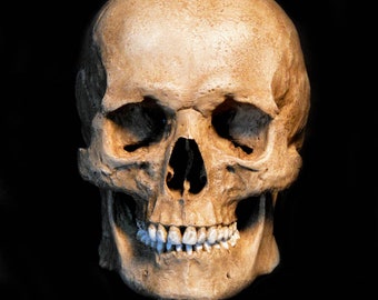 Human Skull Replica/Memento Mori (with Jaw attached)