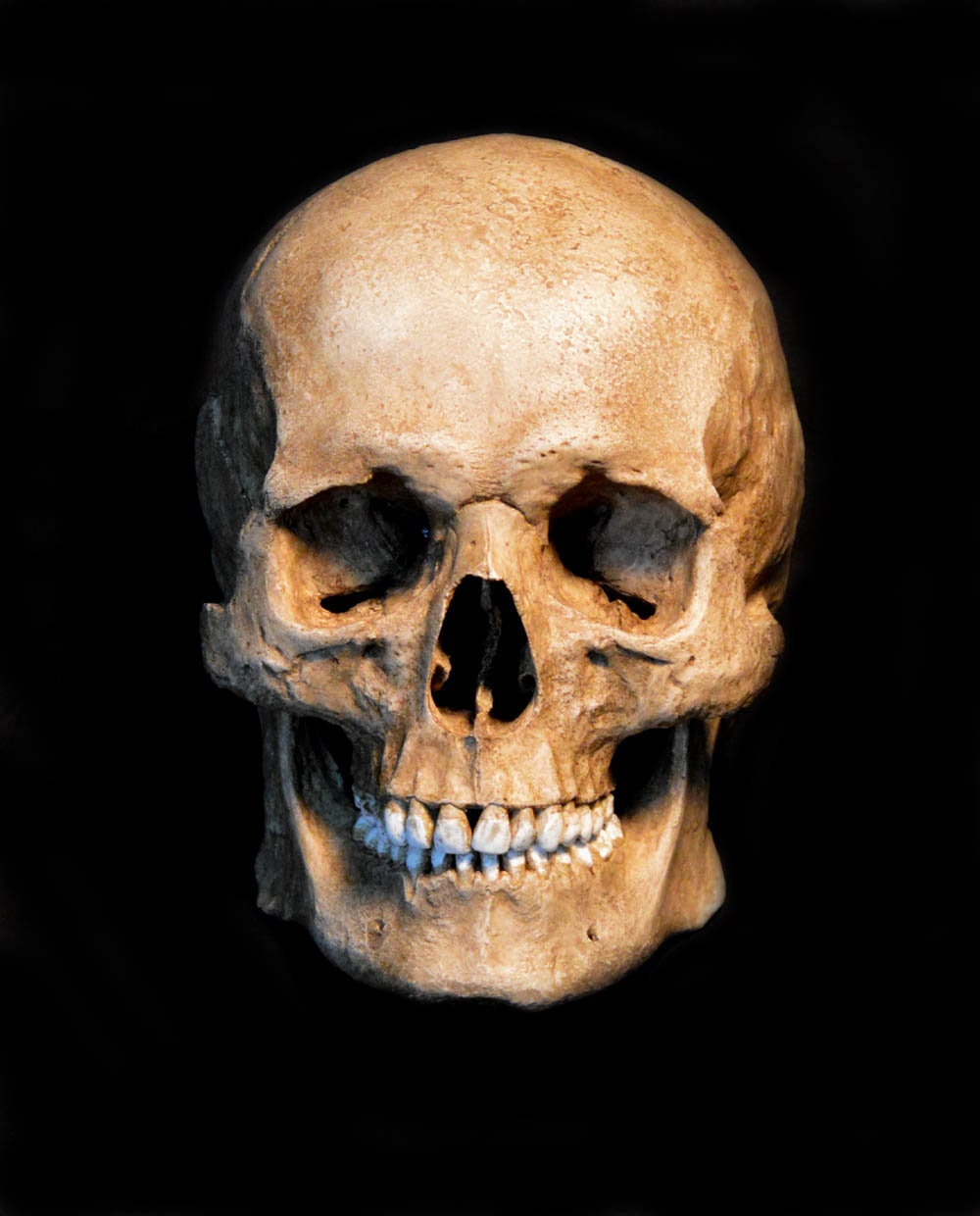 Human Skull Replica/memento Mori (with Jaw Attached) - Etsy