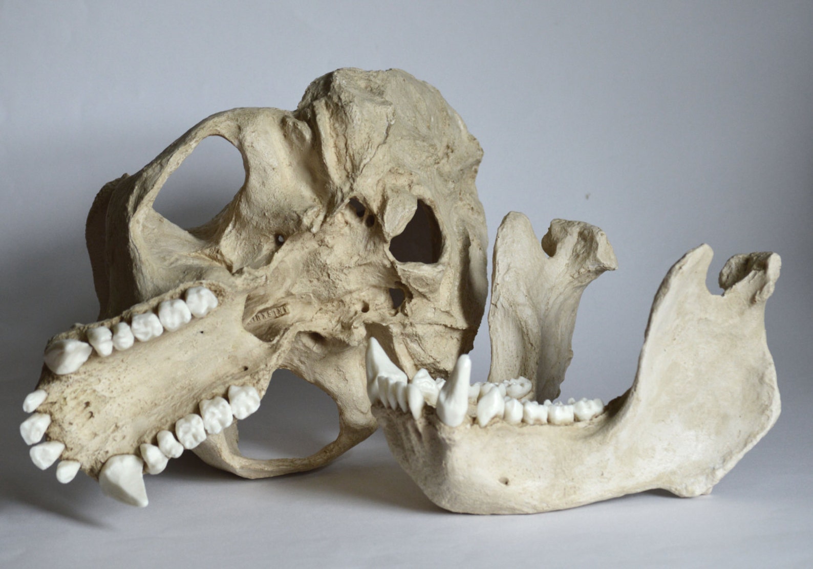 Gorilla Skull Replica | Etsy