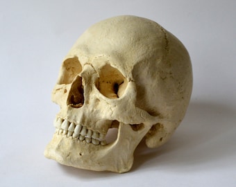 Male Human Skull Replica