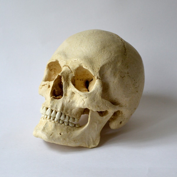Replica di cranio umano maschile