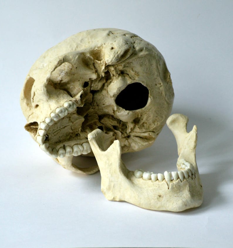 Male Human Skull Replica image 2