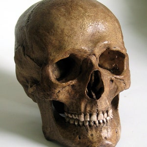 Human Skull Replica/Memento Mori