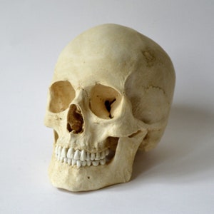 Female Human Skull Replica
