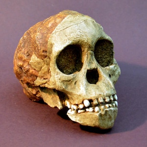 May include: A close-up of a fossilized human skull with visible teeth. The skull is light brown and beige with a rough texture.