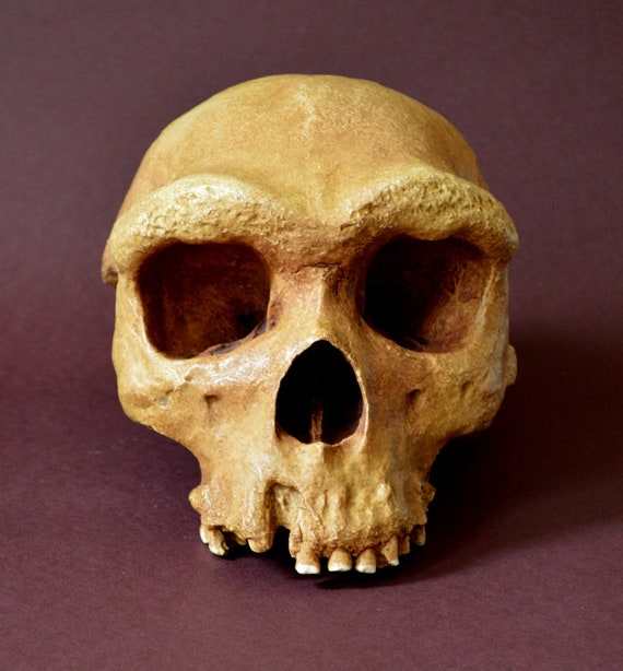 ホモ・ハイデルベルゲンシスの頭蓋骨レプリカ - Etsy 日本