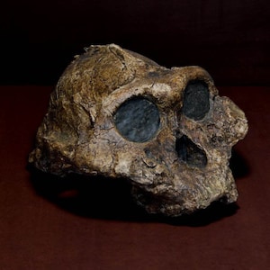 Paranthropus Boisei Skull Replica