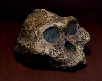 May include: A fossilized skull of a hominid, showing the details of the bone structure and eye sockets.