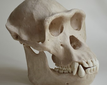 Replica del cranio di scimpanzé