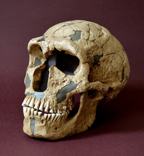 ネアンデルタール人の頭骨レプリカ 頭蓋骨 模型 剥製 標本