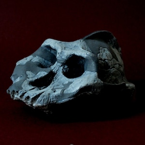 May include: A fossilized skull of a prehistoric animal, with a dark gray and black color scheme. The skull is partially broken, revealing the internal structure.