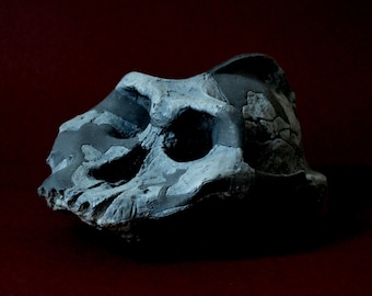 May include: A fossilized skull of a prehistoric animal, with a dark gray and black color scheme. The skull is partially broken, revealing the internal structure.