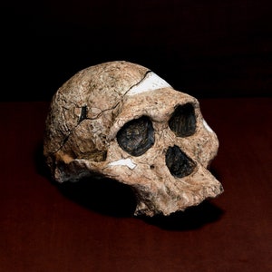 Australopithecus Africanus. "Mrs. Ples" Skull Replica